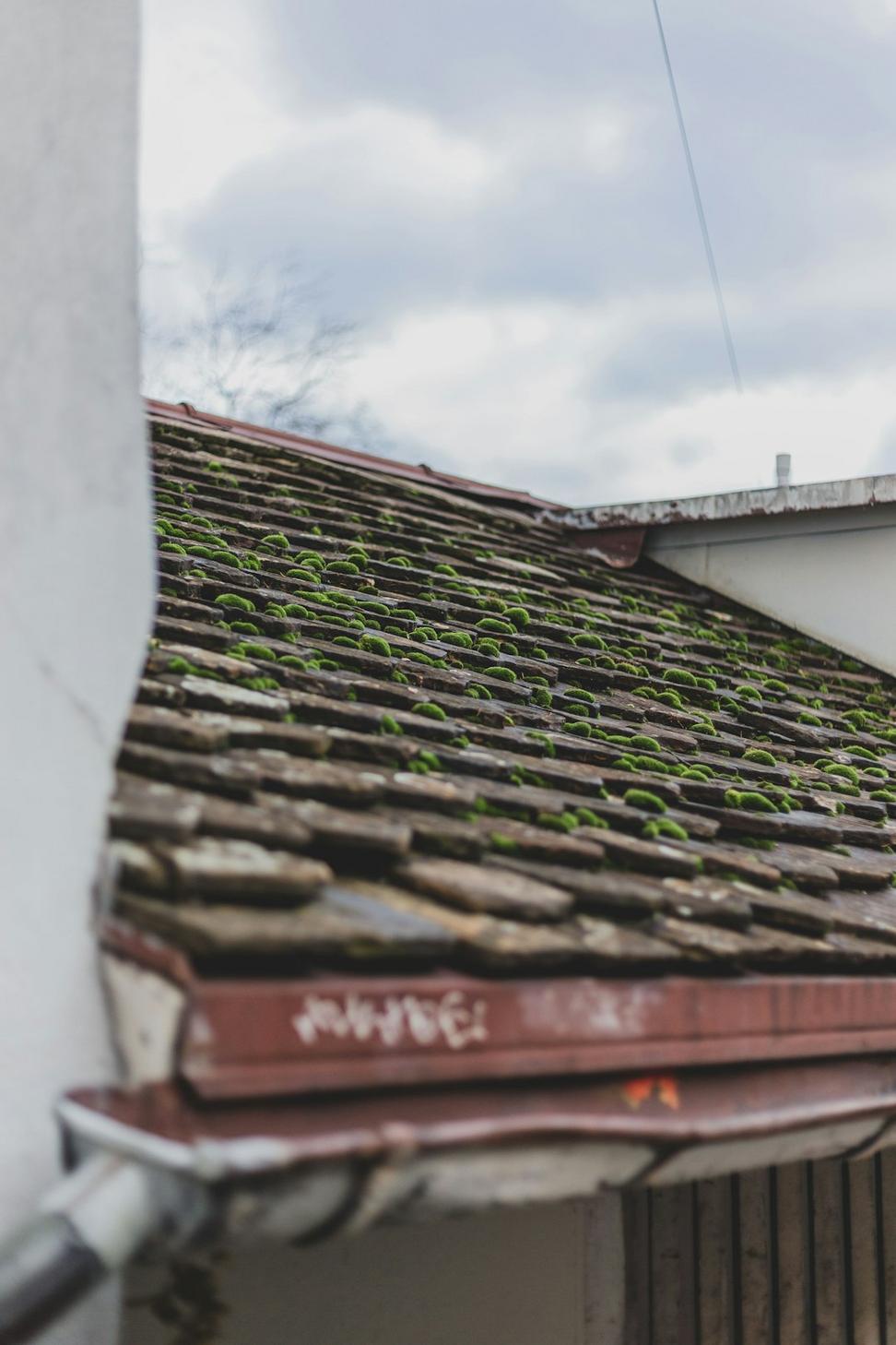 Living Roofs