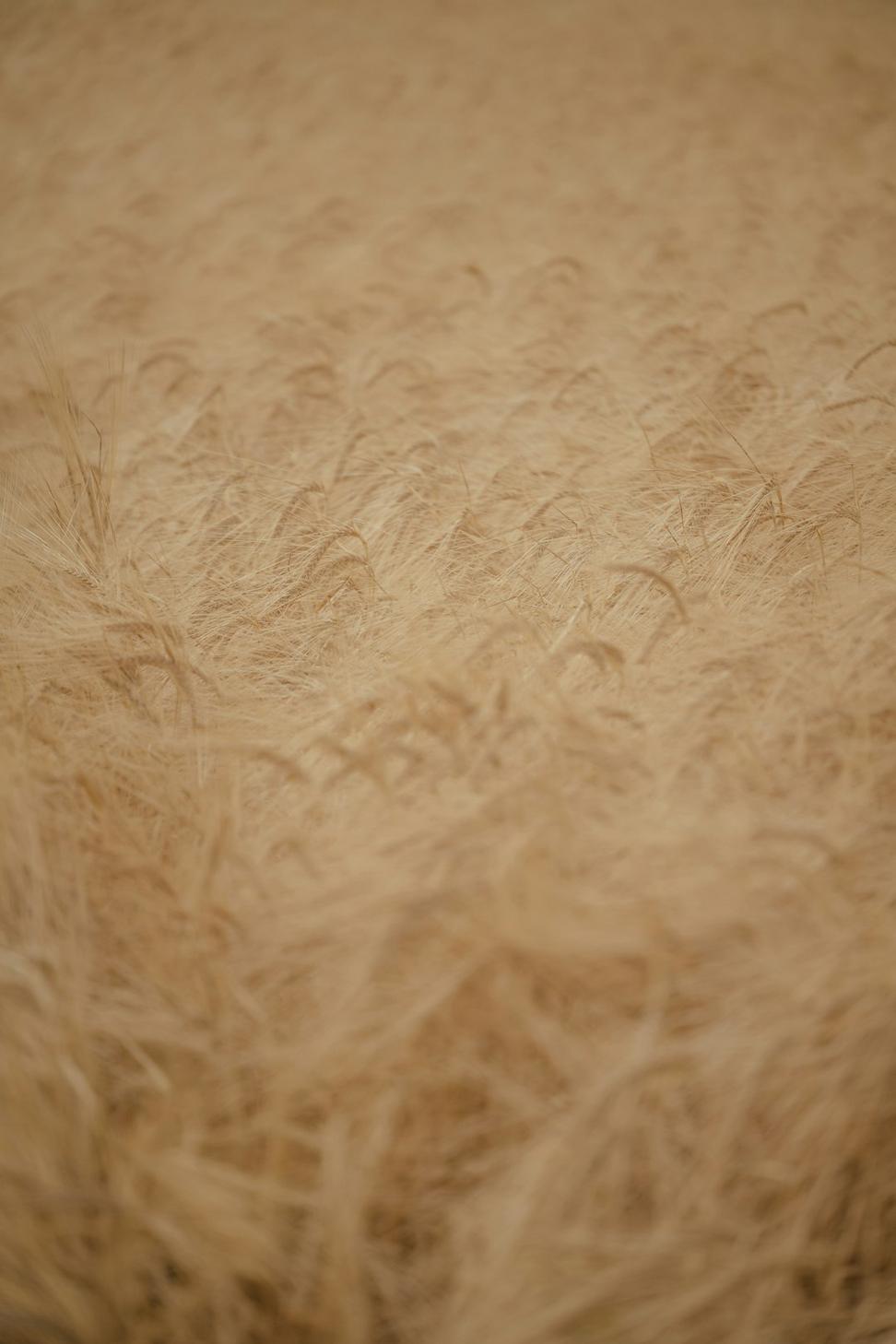 Natural Insulation